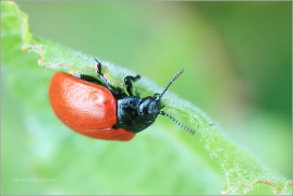<p>MANDELINKA TOPOLOVÁ (Chrysomela populi) ----- /Chrysomela populi - Pappelblattkäfer/</p>